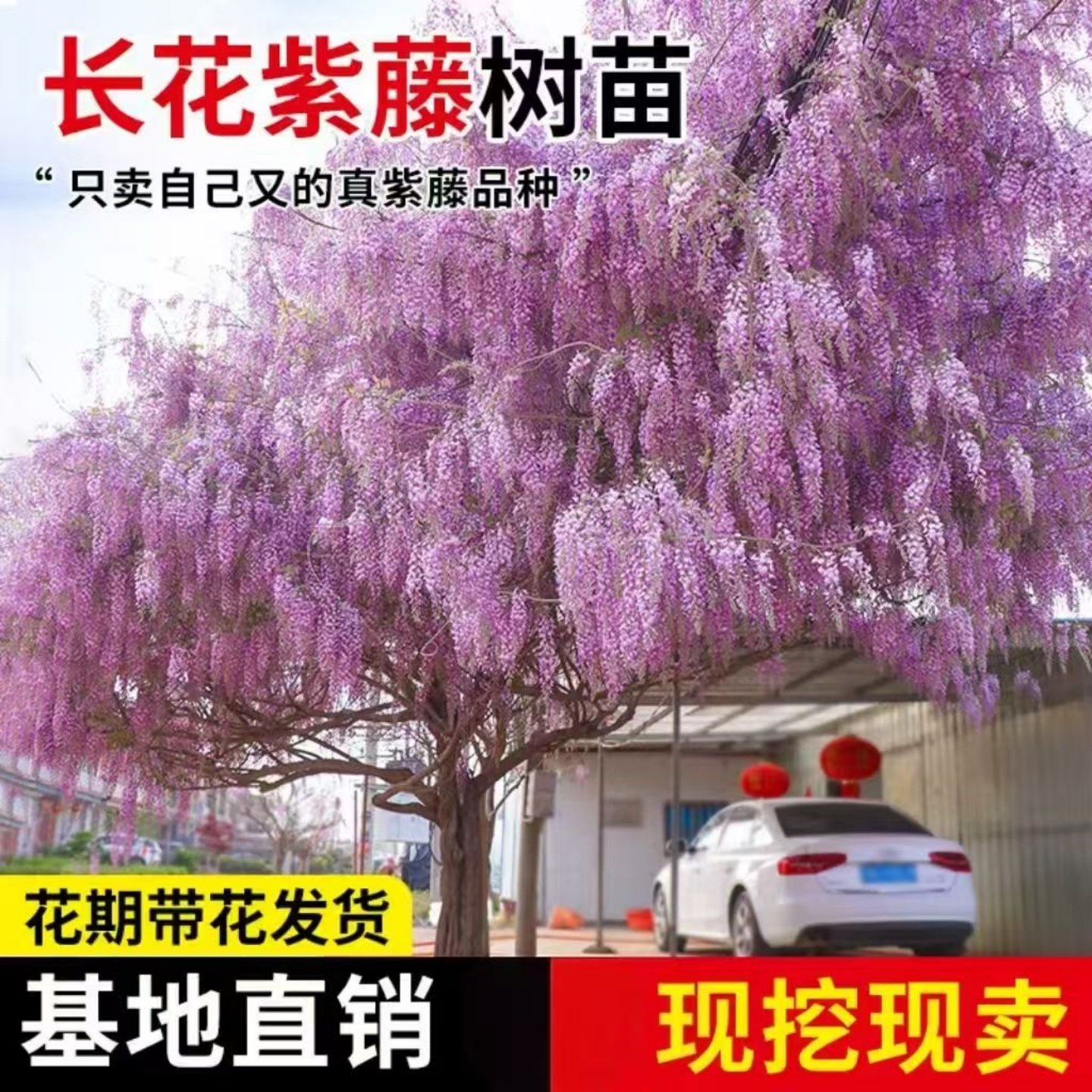 紫藤树苗爬藤植物老桩阳台盆栽长穗多花紫藤萝花苗庭院门前风景树