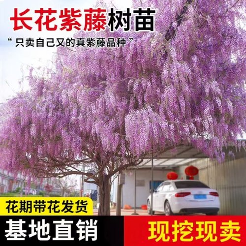 紫藤树苗爬藤植物老桩阳台盆栽长穗多花紫藤萝花苗庭院门前风景树