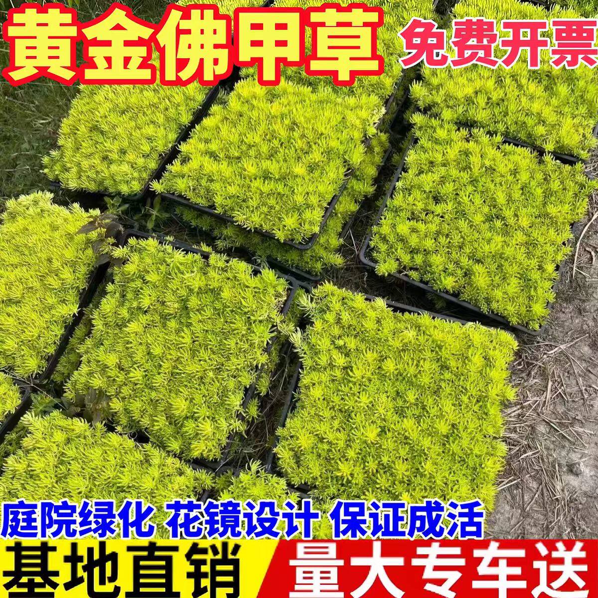 金叶佛甲草盆栽黄金万年草庭院屋顶绿化草皮多年生观叶植物矮麦冬