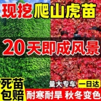 爬山虎爬藤绿植物四季长青藤室外庭院三五叶护坡藤蔓攀爬墙虎树苗