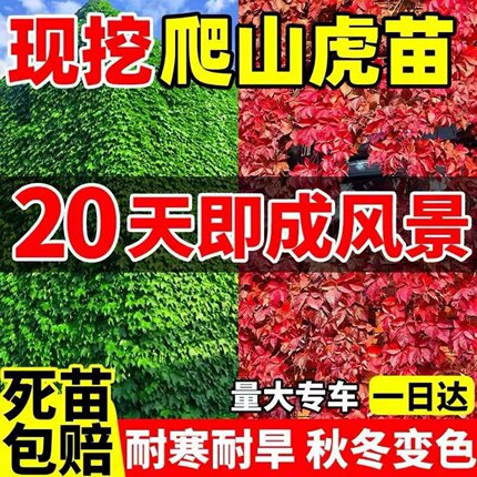 爬山虎爬藤绿植物四季长青藤室外庭院三五叶护坡藤蔓攀爬墙虎树苗