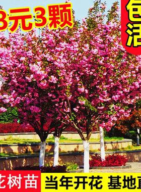 日本樱花树苗庭院种植风景树嫁接大花苗盆栽室外别墅四季好养耐寒