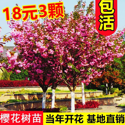 日本樱花树苗庭院种植风景树嫁接大花苗盆栽室外别墅四季好养耐寒