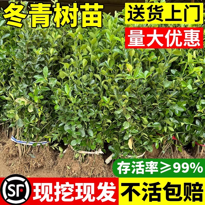冬青树苗法国北海道黄杨直立篱笆围墙庭院植物四季常青耐寒绿化苗