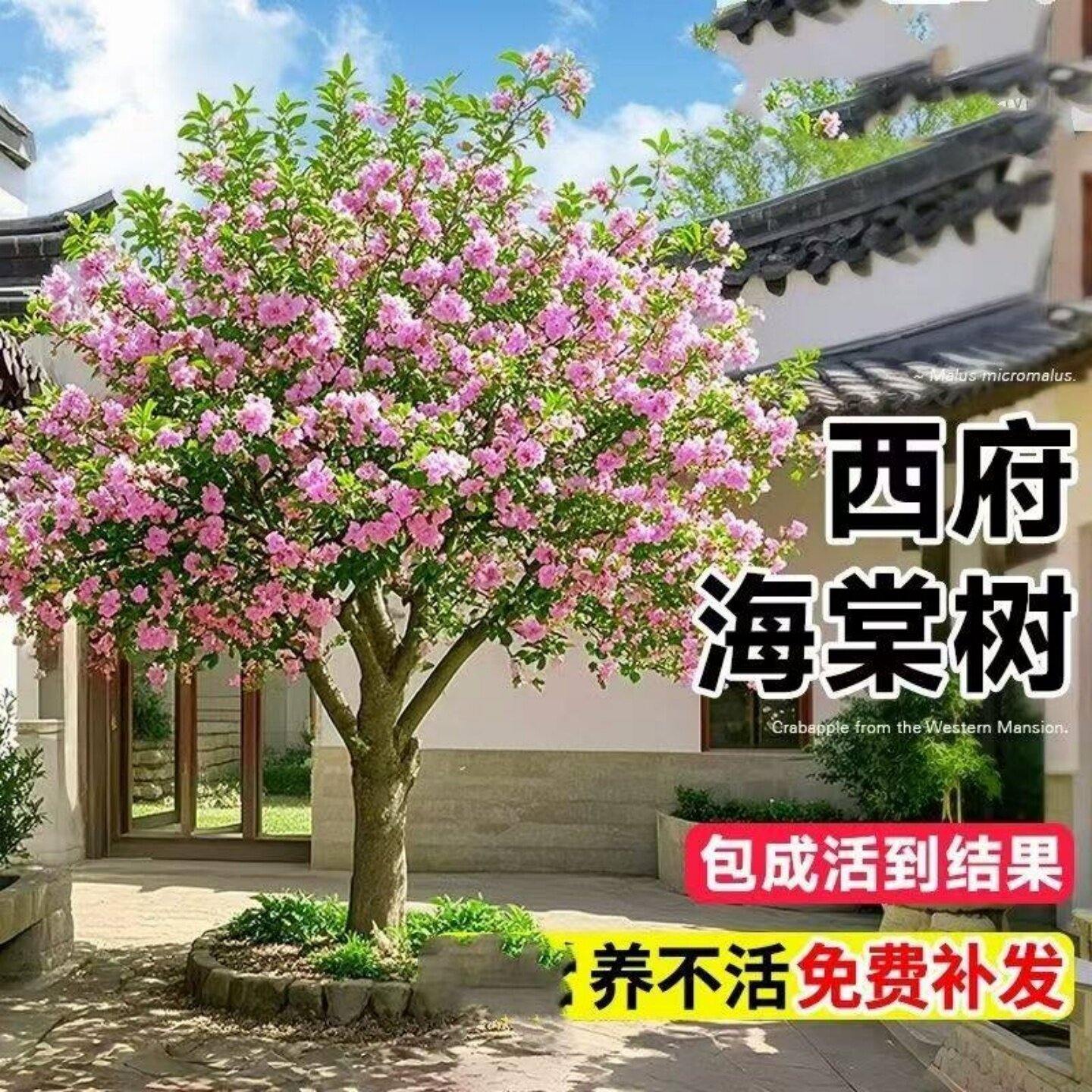 西府海棠花树苗地栽垂丝海棠北美海棠大苗海棠苗木本观花花卉植物
