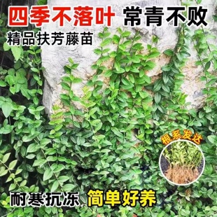 花叶小叶扶芳藤耐寒爬藤花卉攀缘植物卫矛四季常青可护坡绿植
