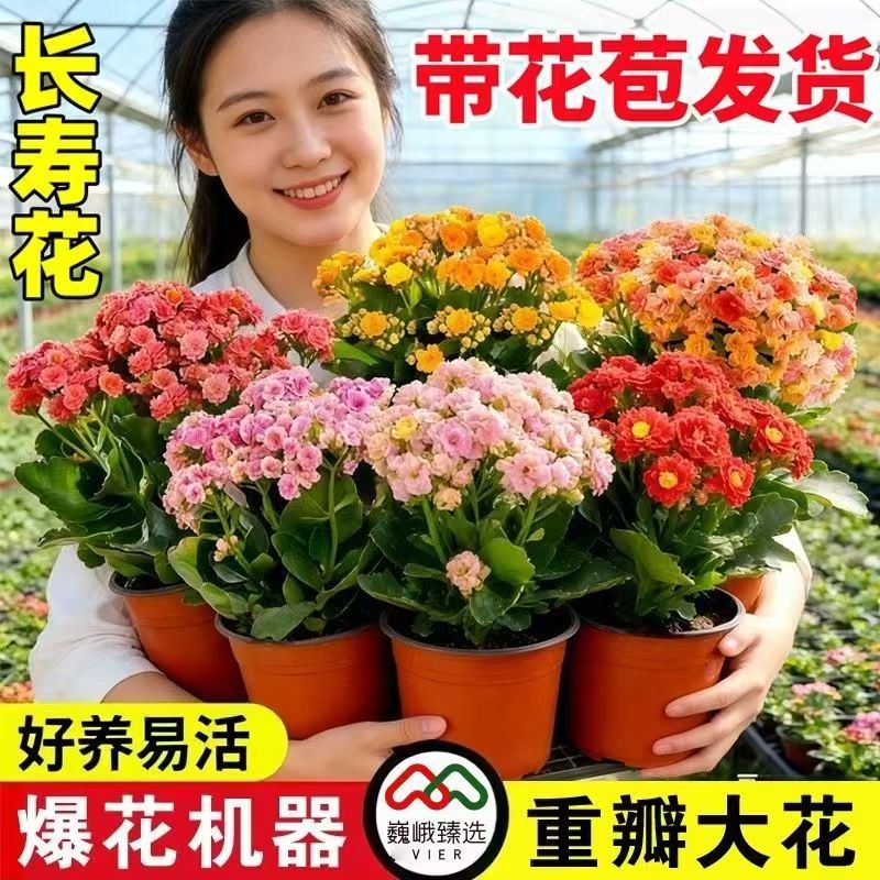 金狐狸长寿花重瓣大花带苞好养