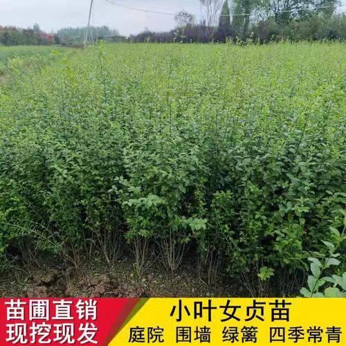 小叶女贞金叶女贞红叶石楠冬青常绿植物庭院绿篱围墙篱笆绿化树苗