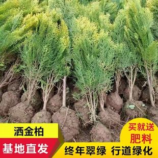 洒金柏树苗松柏苗木盆栽地栽花卉庭院绿化植物黄金柏原生香松扁柏