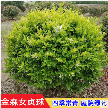 红花继木球红叶石楠球树苗冬青黄杨金森女贞海桐球庭院工程绿化苗