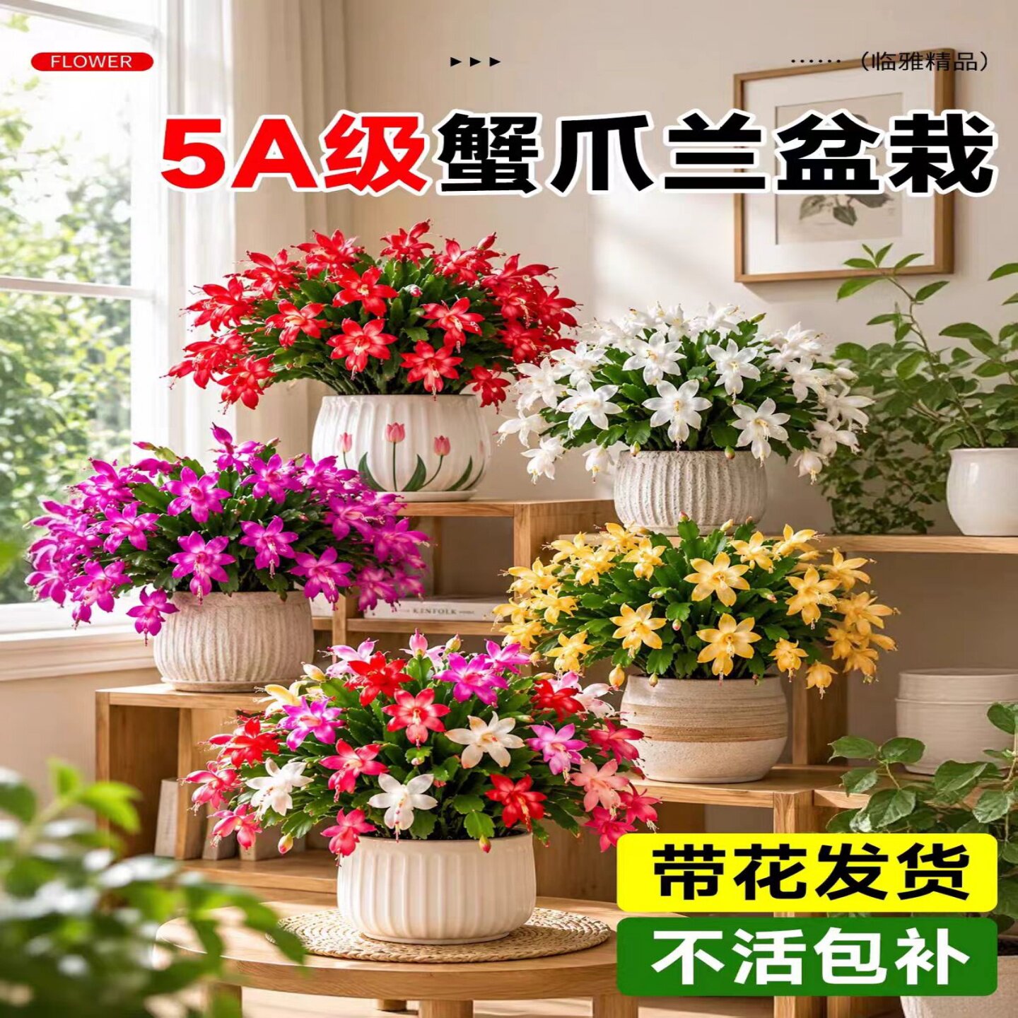 蟹爪兰盆栽带花苞多色花苗四季绿植花卉植物室内螃蟹爪莲开花好养