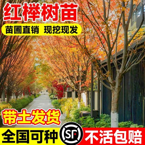 红榉树苗血举小苗别墅庭院行道大