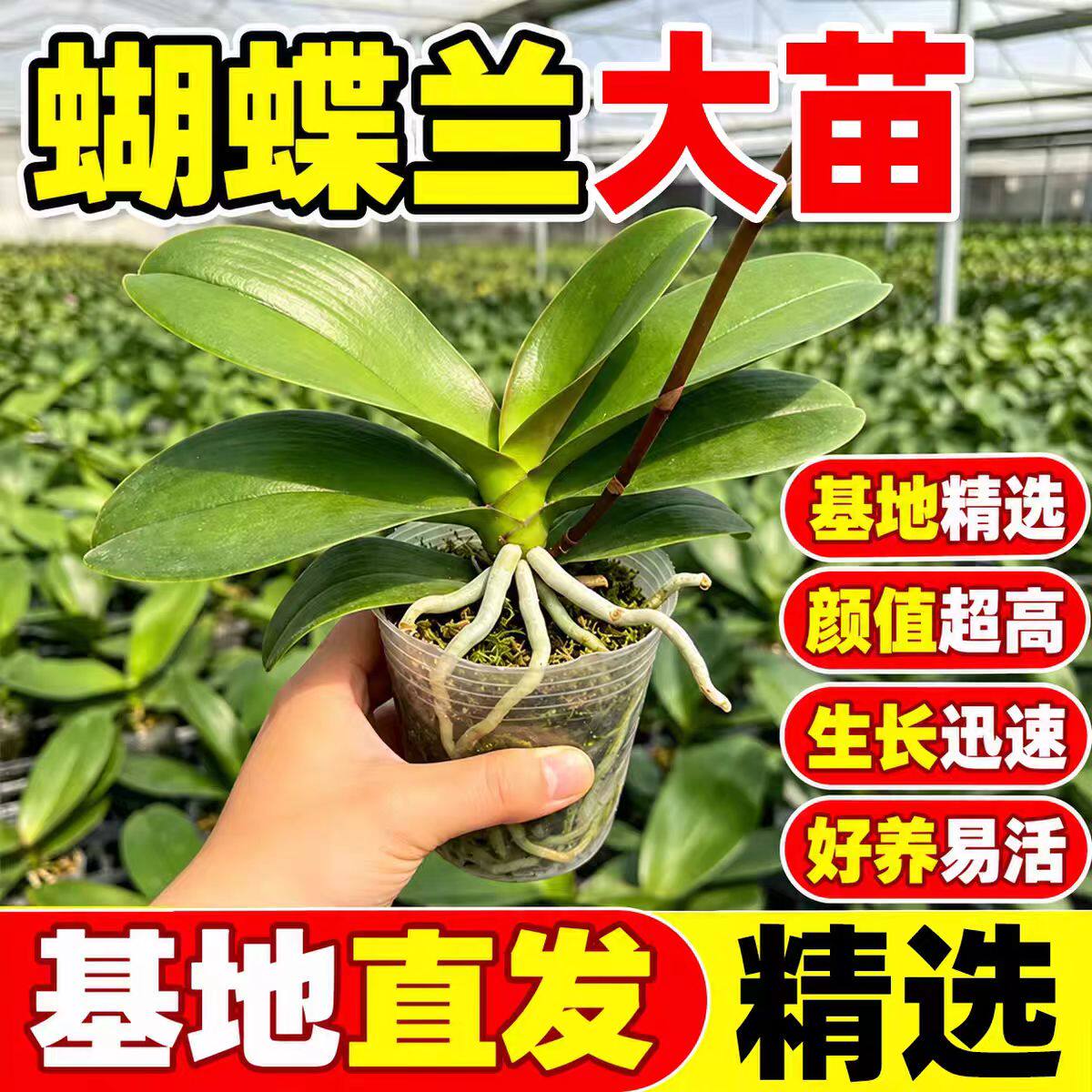 蝴蝶兰带花剑盆栽室内阳台客厅四季好养花卉绿植净化空气植物兰花