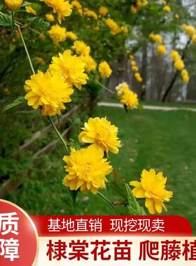 重瓣棣棠花苗盆栽耐荫爬藤攀缘花卉绿植物浓香多花耐寒四季金灿花