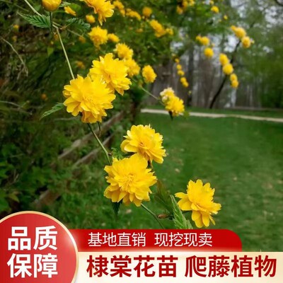 重瓣棣棠花苗盆栽耐荫爬藤攀缘花卉绿植物浓香多花耐寒四季金灿花