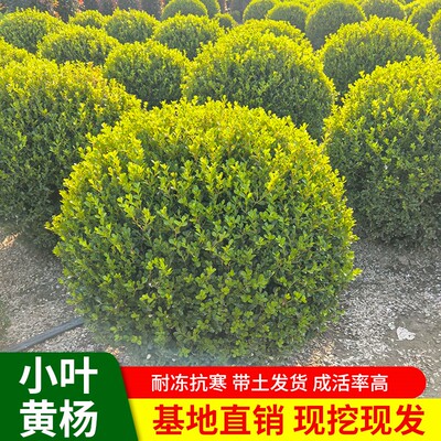 小叶瓜子黄杨球树苗大叶黄杨庭院