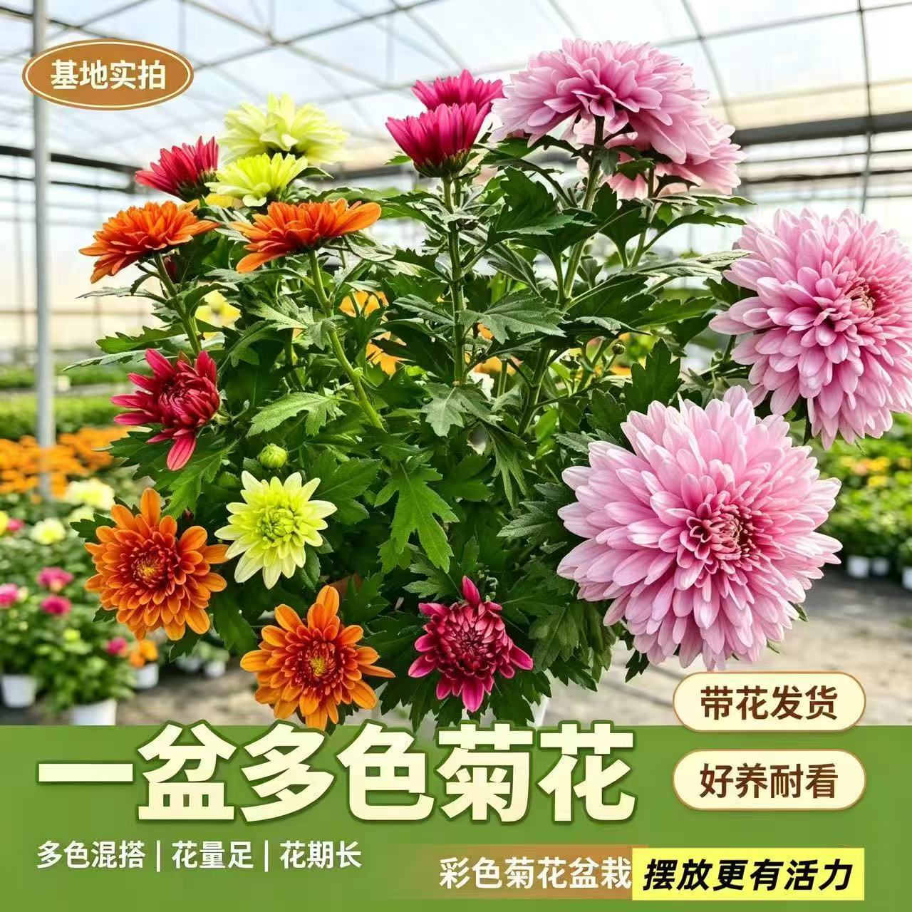 四季荷兰菊进口苗耐寒易活盆栽