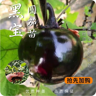 种植菜苗 大果黑宝圆茄苗秧苗黑亮紫把高产抗病四季 黑宝圆茄苗