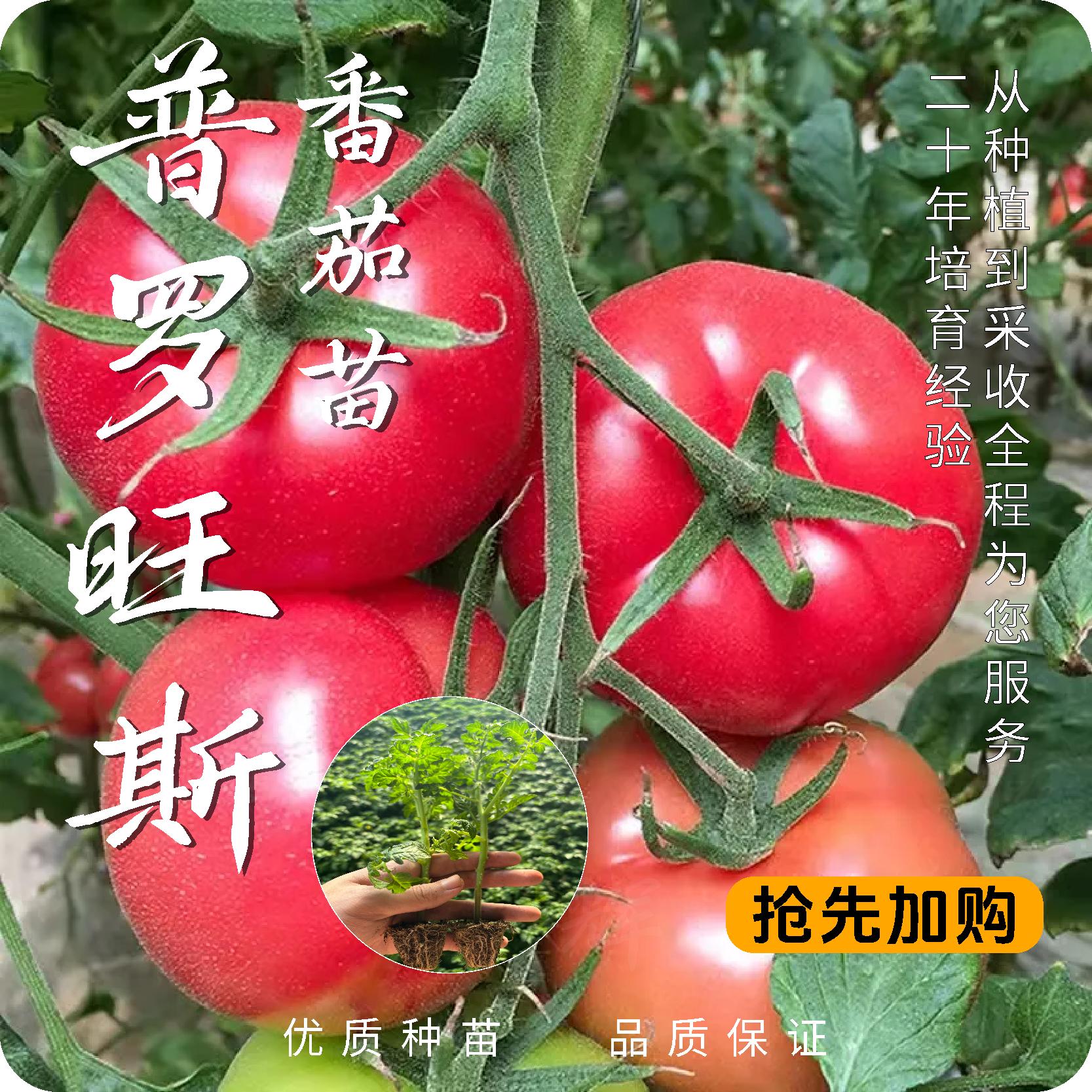 番茄苗西红柿苗大果型