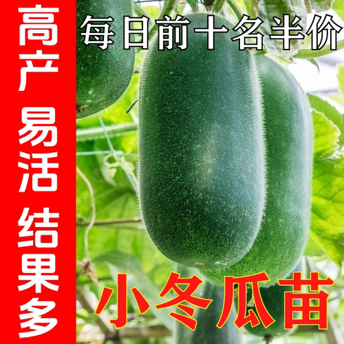 四季高产易活小冬瓜穴盘苗