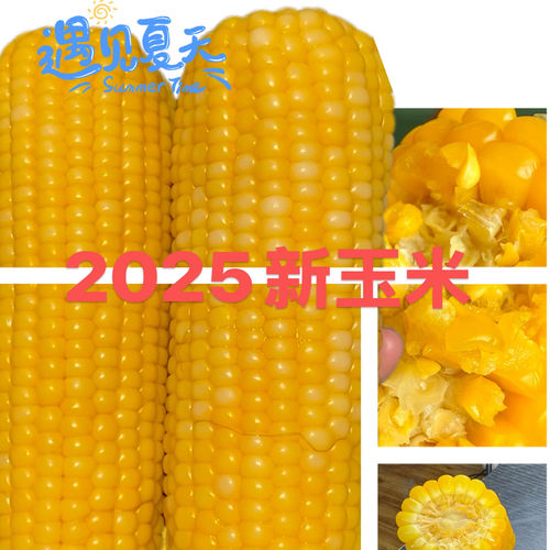 A2025当季12支东北新玉米黄糯玉米口感软糯蒸煮食用黑龙江糯玉米