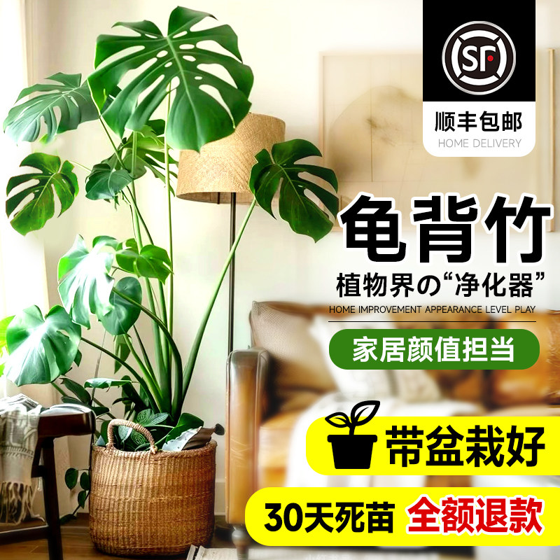 速发龟仙竹客厅大盆栽老桩提根背洞办公室气化空净绿植大型室内吸