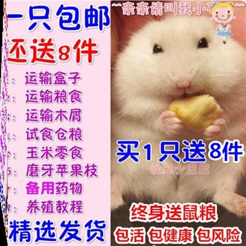 速发小仓鼠活送物鼠子打过包活到家可爱一只一对仓笼宝宝三线