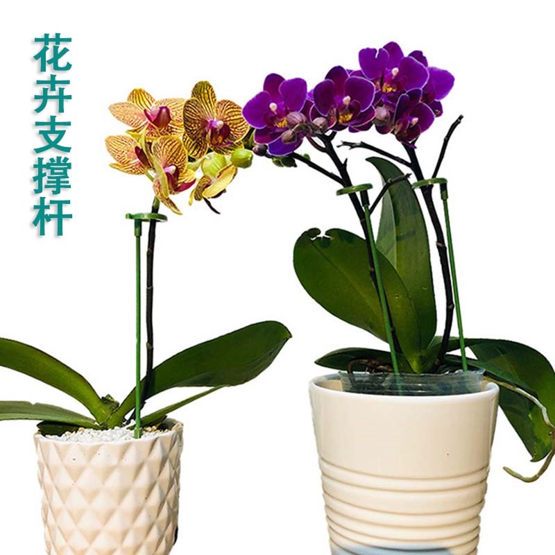 速发多肉蝴蝶兰防倒伏支撑架花枝月季植物防花杆花卉绣球叶单杆撑