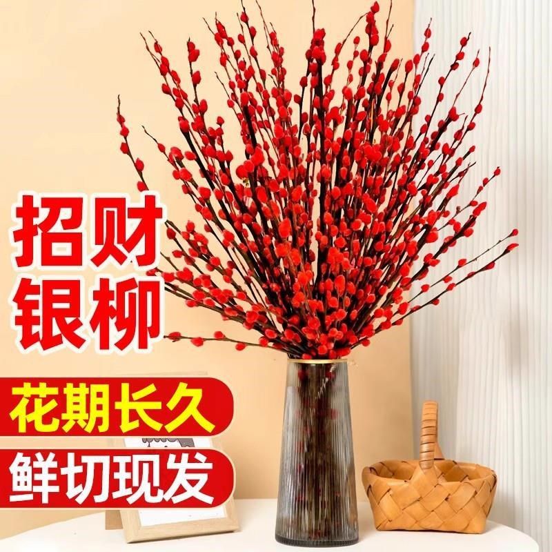 速发银柳真干鲜摆水培植物客厅干花枝件室内花枝红色年宵花卉盆栽