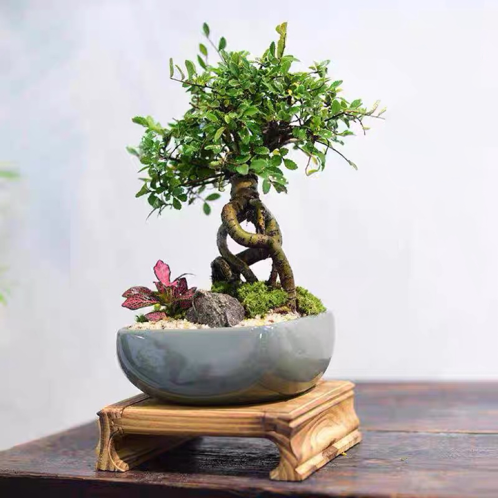小叶榆树盆景老桩绿植茶几