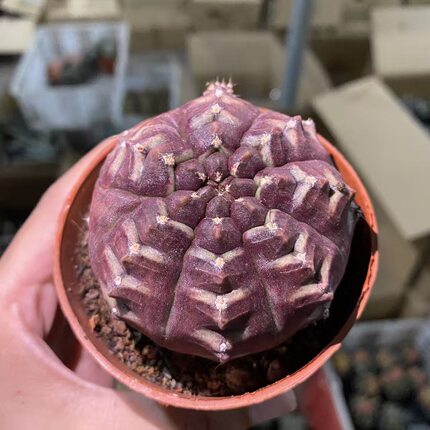 梦想仙人球稀有多肉实生植物阳台盆栽办公室内懒人好养耐热
