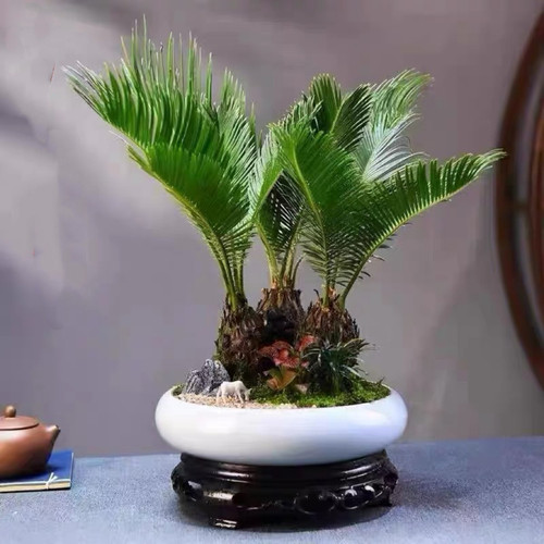 多头桌面四季常青客厅绿植盆景