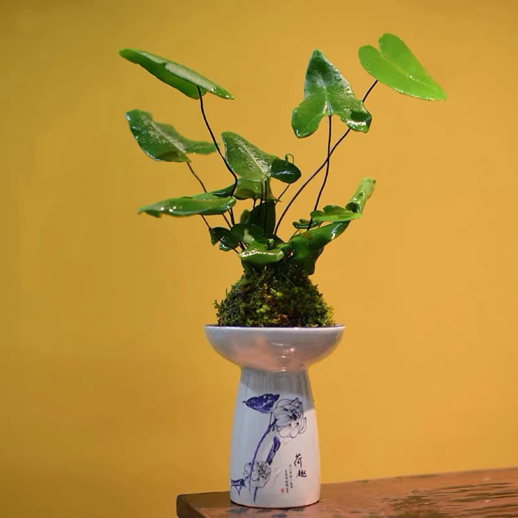心愿蕨室内植物四季常青