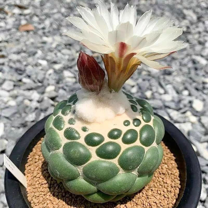 无刺象牙丸仙人球无刺仙人球仙人掌多肉植物花卉办公老桩盆栽