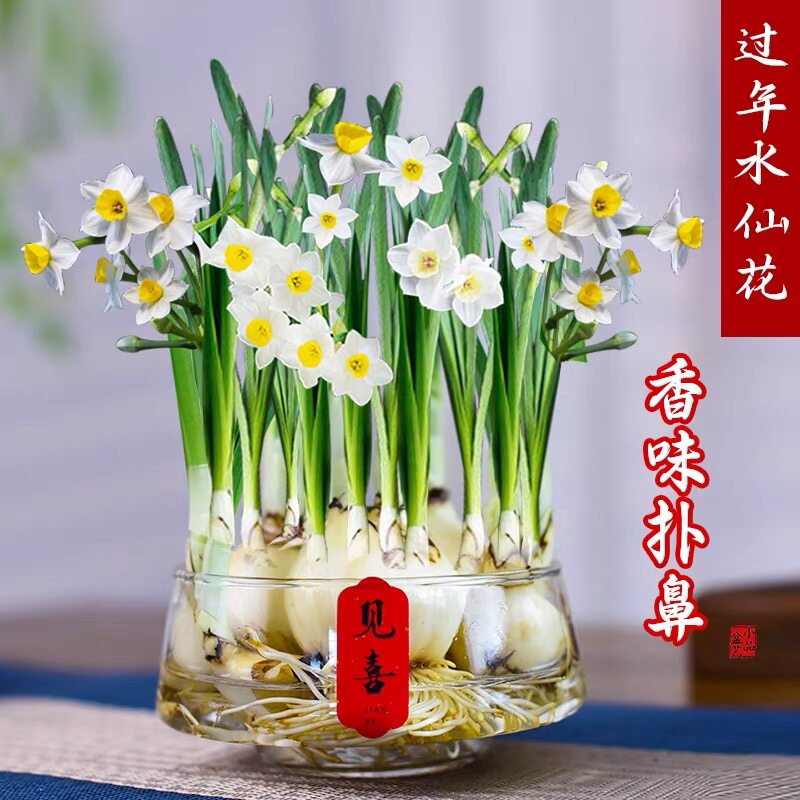 漳州水仙花水培水养盆栽好养花卉开花香浓年宵花过年喜庆植物礼品