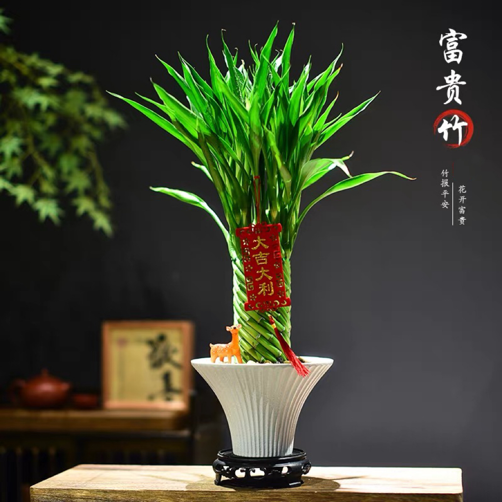 富贵竹盆栽寓意室内绿植盆景好养节节高升观音竹办公客厅桌面摆件