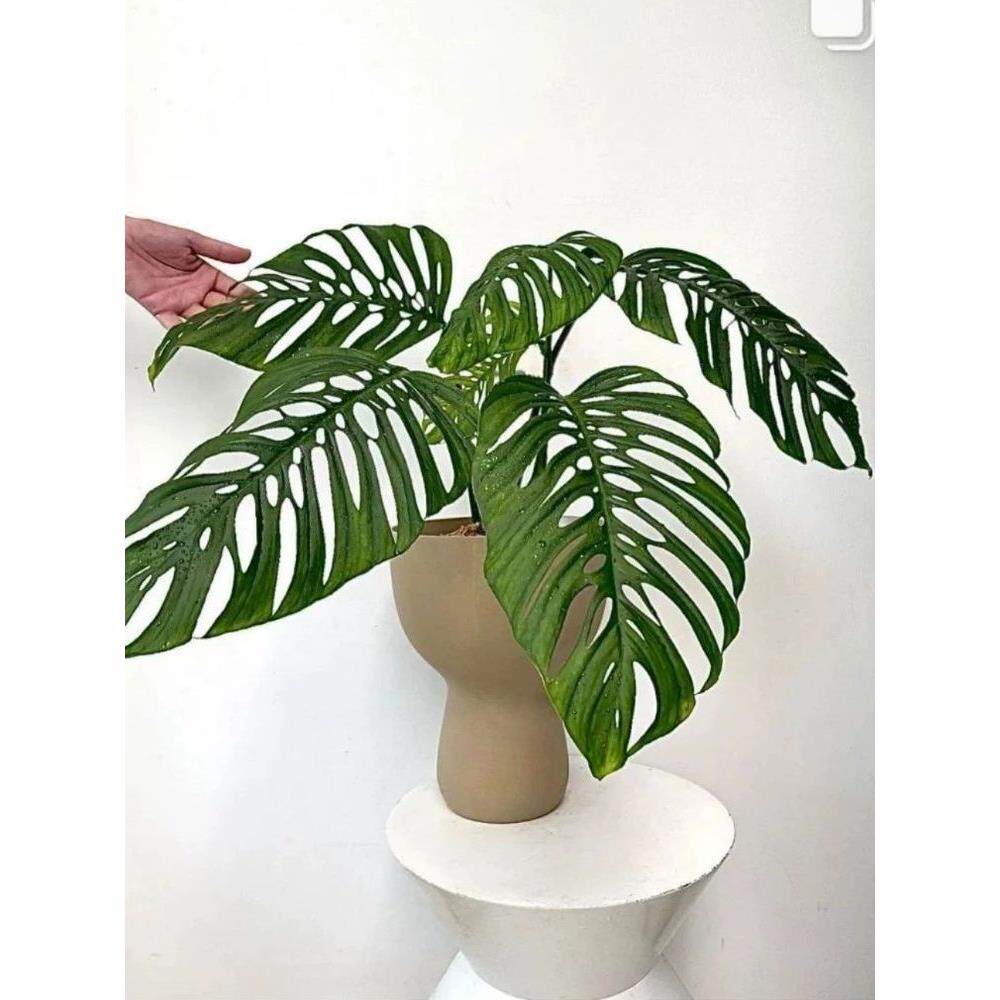 大巨洞龟背竹me巨洞ma安德森开洞仙洞锦斜叶龟 多孔爬藤植物盆栽