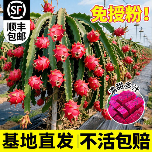 火龙果树果苗红心火龙果苗盆栽白心新鲜带根