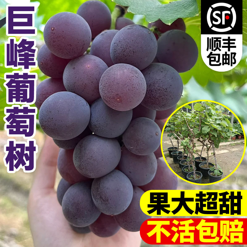 巨峰葡萄树苗南北方耐寒种植图片
