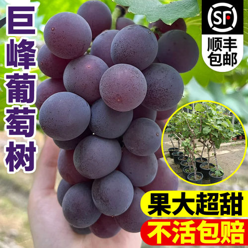 巨峰葡萄树苗南北方耐寒种植