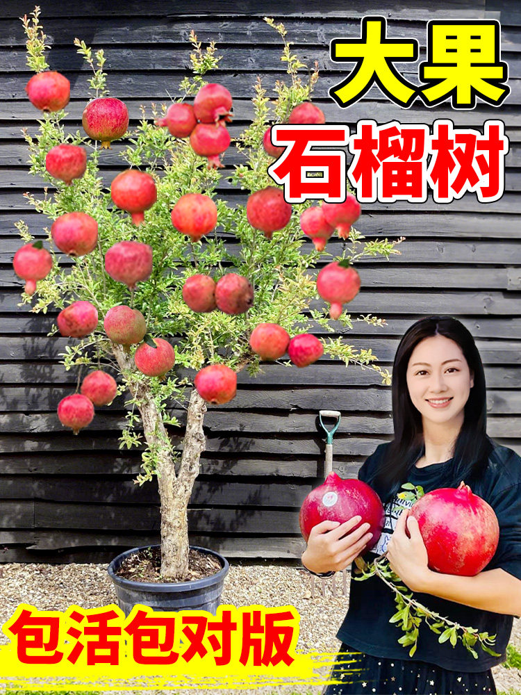 突尼斯软籽石榴树苗盆栽耐寒