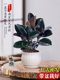 黑金刚橡皮树小盆栽植物大叶小苗四季好养花卉室内办公室桌面绿植
