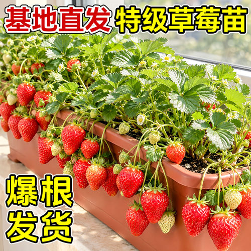 草莓苗秧四季结果盆栽奶油红颜