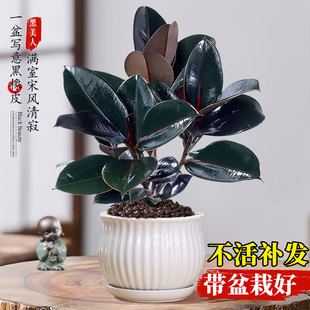 黑金刚橡皮树小盆栽植物大叶小苗四季好养花卉室内办公室桌面绿植