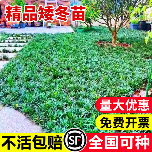 日本矮麦冬草玉龙草庭院