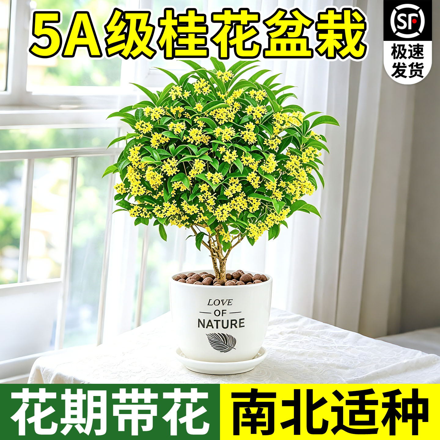 四季桂花树苗盆栽老桩花卉八月桂室内浓香型植物客厅阳台好养绿植