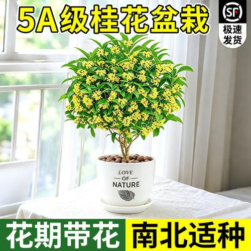 四季桂花树苗盆栽老桩花卉八月