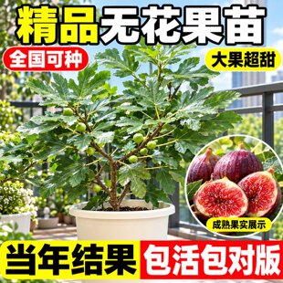 无花果树果苗久留米波姬红青皮特大果南北方种植盆栽地栽当年结果