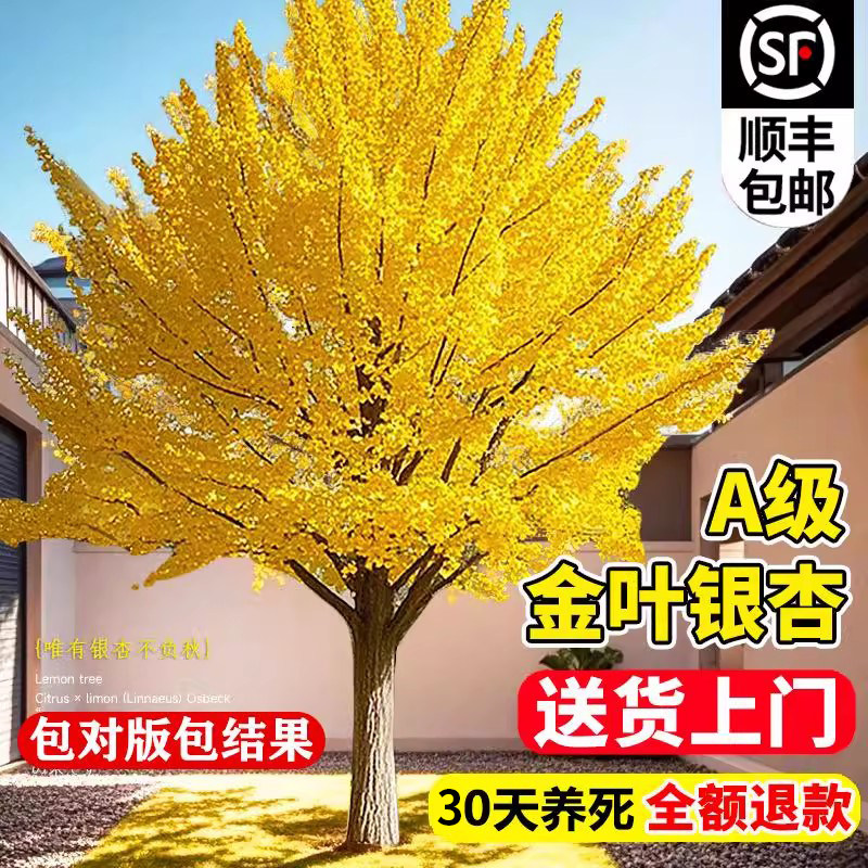 庭院别墅风景大型银杏树苗苏沥图片