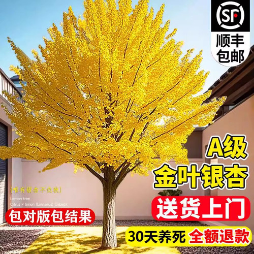 庭院别墅风景大型银杏树苗苏沥